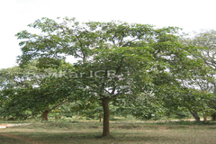 Terminalia alata